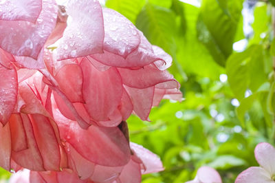 Close-up of pink flower