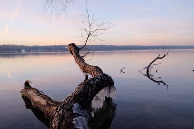 Dead tree on lake against sky during sunset