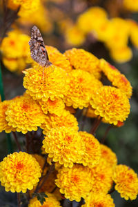 Close-up of butterfly on yellow flowers