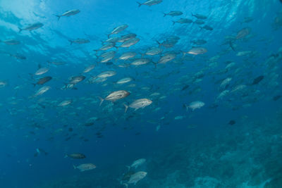 Fish swim at the tubbataha reefs philippines