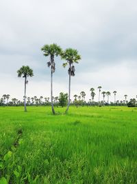 Scenic view of palm trees on field against sky