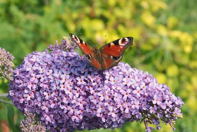 Close-up of butterfly pollinating on purple flower