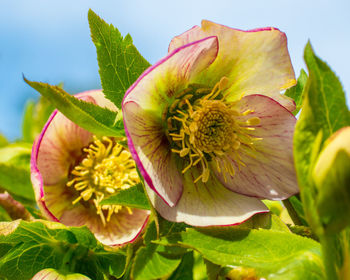 Close-up of fresh yellow rose flower