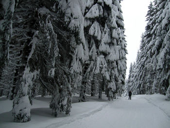 Snow covered trees in winter forest