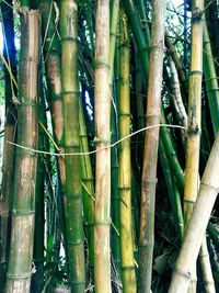 Full frame shot of bamboo trees in forest