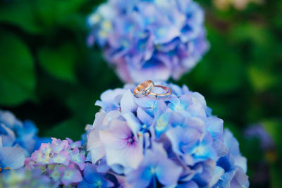 Close-up of insect on purple flowering plant