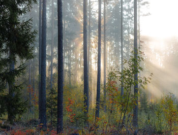 Autumn landscape in bright colors and fog in sweden