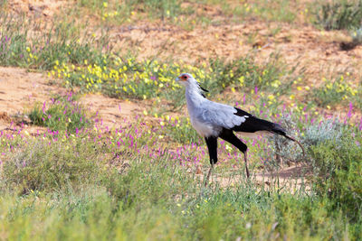 Side view of a bird on field