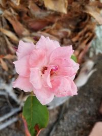 Close-up of pink flower