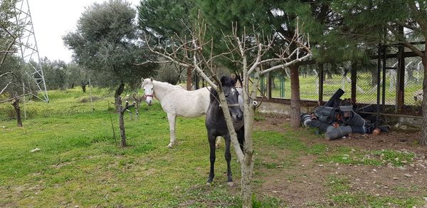 Horse on field against trees