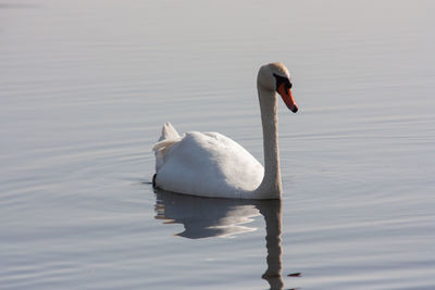 Swan swimming in lake