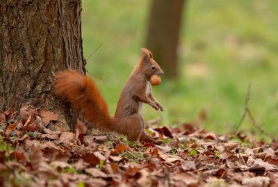 Squirrel on tree trunk