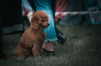 Low section of dog standing on field