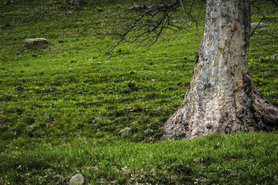 Full frame shot of tree