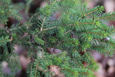 Close-up of pine tree