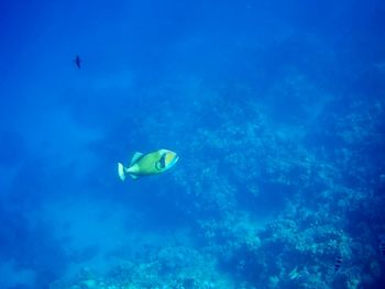 Beautiful tropical fish, marsa alam, egypt