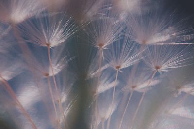 Full frame shot of dandelion on plant