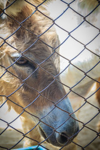 Close-up of chainlink fence