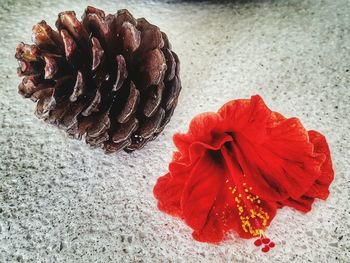 Close-up of red flower