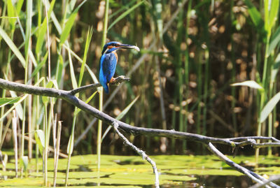 Bird perching on a branch