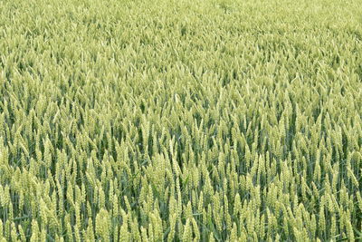 High angle view of corn field