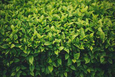 Close-up view of green leaves