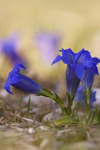 Close-up of purple crocus flowers on field