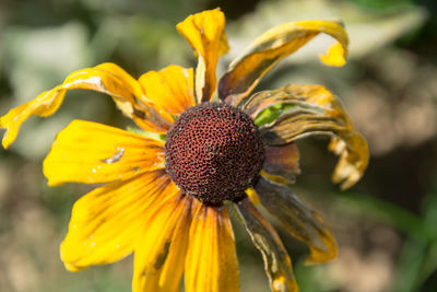 Close-up of wilted flower