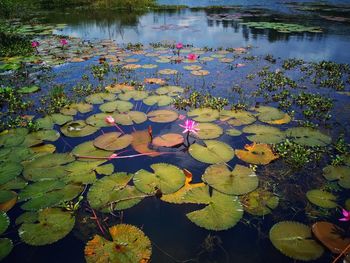 Lotus water lily in lake