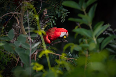 Close-up of bird perching on tree