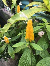 Close-up of yellow flowers blooming outdoors