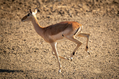 Female common impala gallops over gravel pan