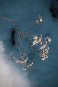 Close-up of wilted plant during winter