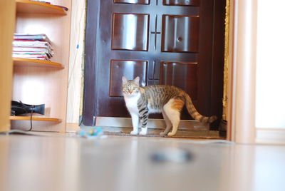 Cat sitting on table at home