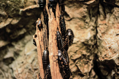 Close-up of tree trunk