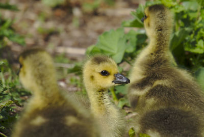 Close-up of ducklings on field