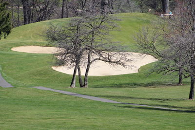 Trees on grassy field in park