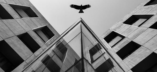 Low angle view of eagle by building against sky
