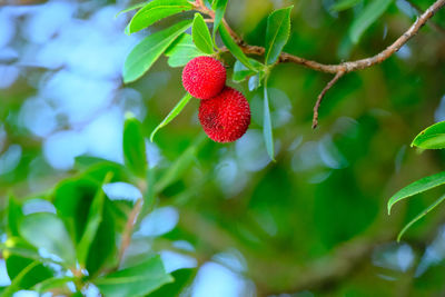 Red fruits of an arbutus tree.