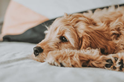 Close-up of a dog resting on bed