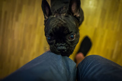 Portrait of dog with mouth open