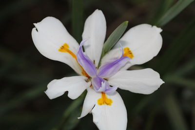 Close-up of white crocus flower