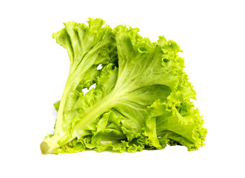 Close-up of green leaf against white background