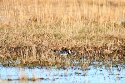 Lapwing perching in water at vestamager nature park, copenhagen.