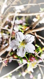 Close-up of butterfly on white flower