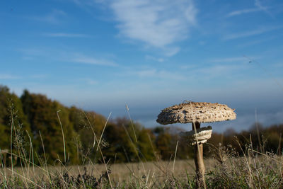 Close-up of mushroom growing on field against sky