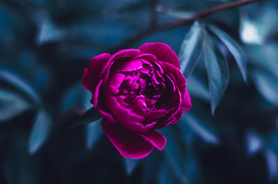 Close-up of pink rose flower