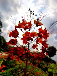 Low angle view of red flowers against sky