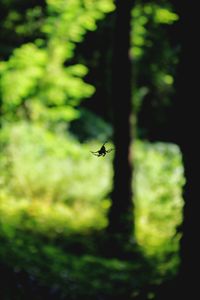 Close-up of insect flying