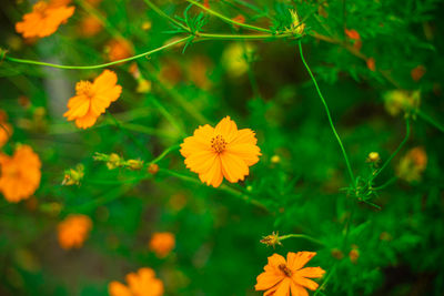 High angle view of yellow flowering plant